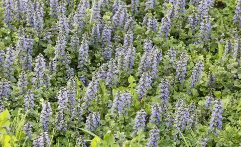 Горн (Ajuga reptans)