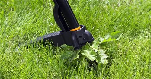 Борьба с сорняками на газоне