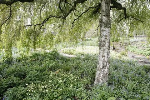 Береза с подсадкой