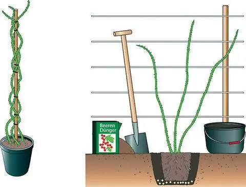 Посадить куст ежевики