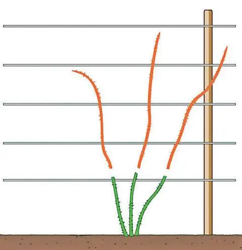 ежевичная шпалера