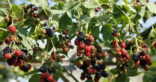 Правильно сажать ежевику