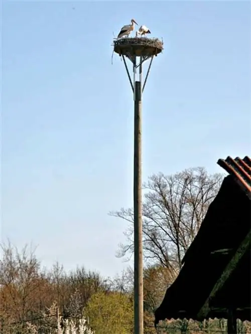гнездо аиста