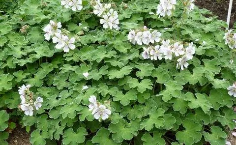 Журавлиная герань ренарди