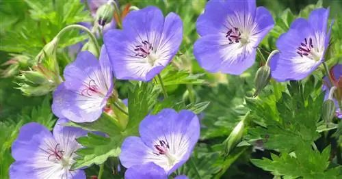 Размножение геранью самостоятельно