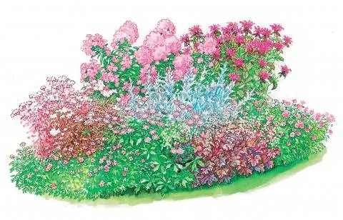 Рисунок многолетних бордюрных фиолетовых колокольчиков