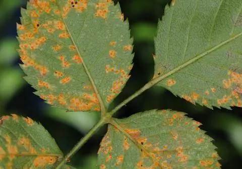 Лепесток розы с розовой ржавчиной