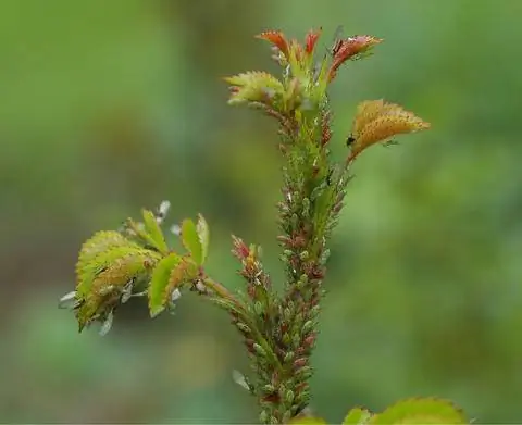 Крупная розовая тля (Macrosiphum rosae)