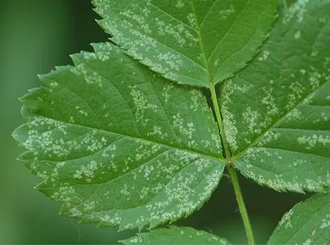 Вредный образ цикадки