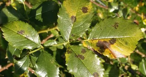 Советы по борьбе с болезнями и вредителями роз