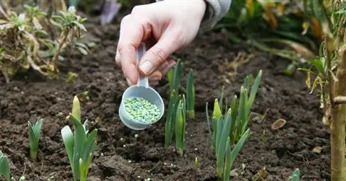 Правильно удобряйте растения: чем меньше, тем лучше