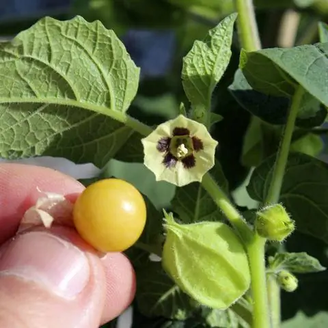 Андские ягоды и цветы