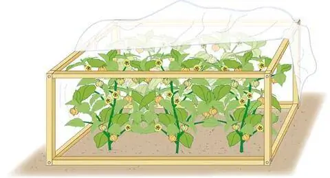 Андские ягоды