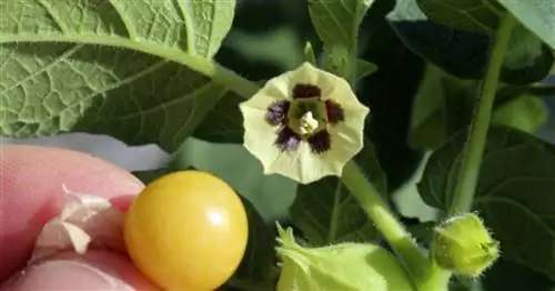 Правильно сажать и ухаживать за андскими ягодами