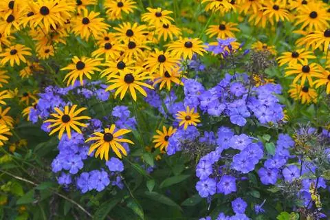 Бордюр многолетний с флоксом эхинацеей