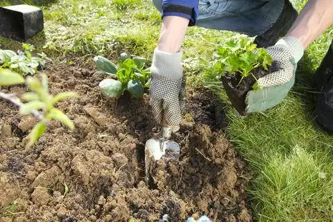 Посадить многолетники на рассаду