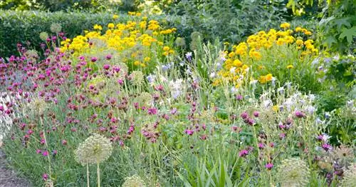 Расстояние между растениями на многолетней грядке