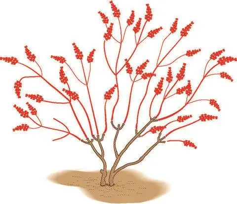 Буддлея срезанная срезанная