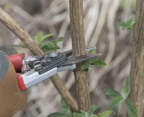 Укорачивайте цветущие побеги предыдущего года