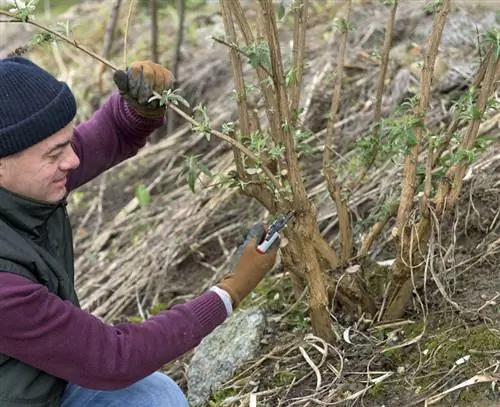 Удаляйте тонкие ветки