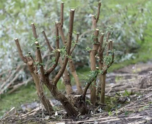 Буддлея после обрезки