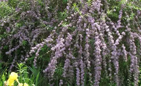 Перевёртыш летняя сирень