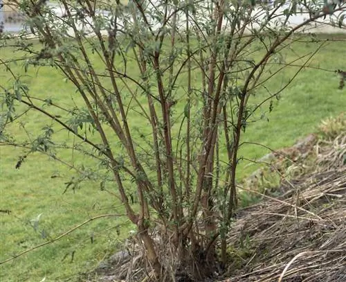 Буддлея зимой