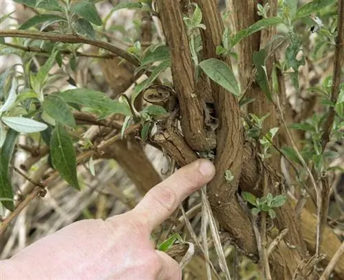 Конкурирующие побеги в буддлеи