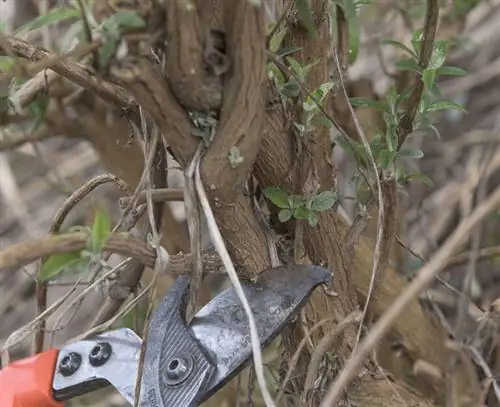 Срежьте старую древесину на буддлеи