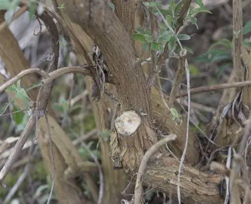 Глубокий срез под листьями