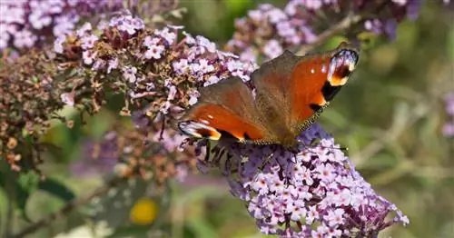 Обрезка летней сирени: как это работает