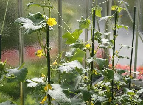 цветущие огурцы