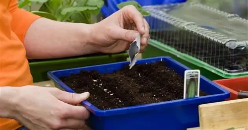 Посеять и вырастить огурцы