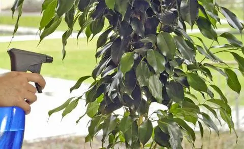 Опрыскайте комнатное растение водой