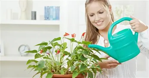 Уход за комнатными растениями зимой