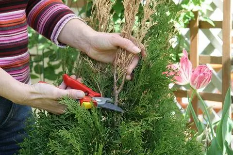 срезанная туя