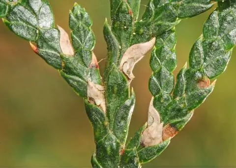 Чешуйчатый загар на Thuja