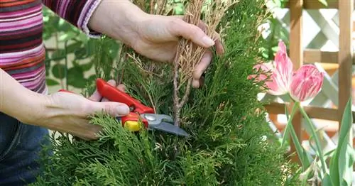 Thujahecke: советы против бурых побегов