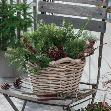 Корзина с пихтой
