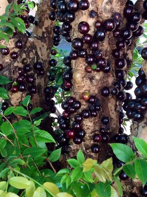 Дерево Джабутикаба с плодами