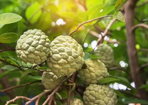 Черимойя на ветке