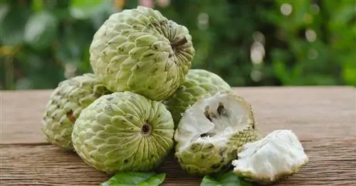 5 экзотических фруктов, о которых мало кто знает