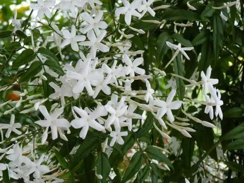 Настоящий жасмин как ароматное растение