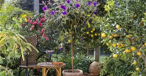 Экзотические ароматические растения для зимнего сада