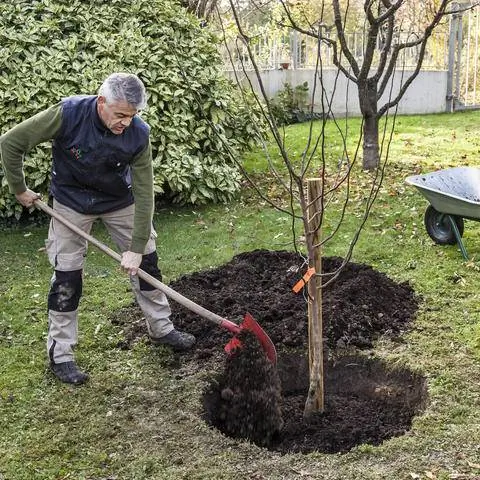 посадить дерево