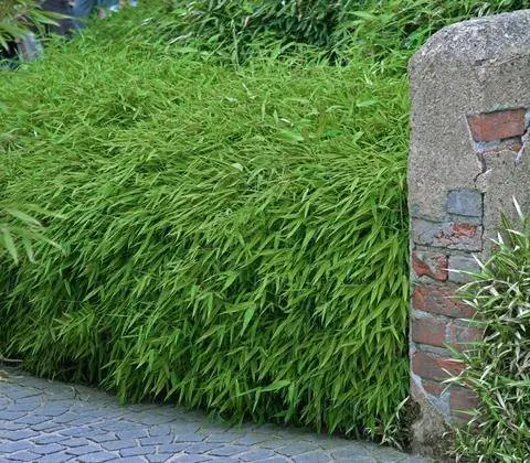 бамбуковая изгородь