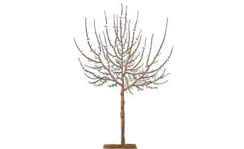 Наращивание сливы