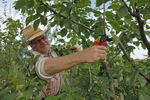 обрезка сливового дерева