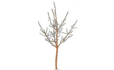 Обрезка сливового дерева