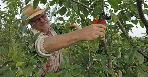 Правильная обрезка сливы